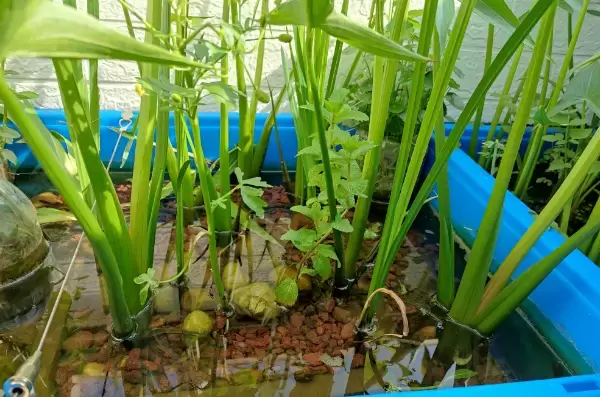阳台养龟怎么避免出现绿水的情况插图阳台养龟怎么避免出现绿水的情况