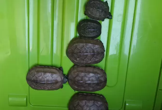 刚买回家的温室龟，怎样处理才能避免快速死亡？插图刚买回家的温室龟，怎样处理才能避免快速死亡？