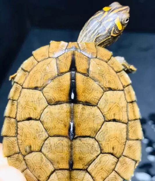 如何预防秋季乌龟水霉病发生?插图如何预防秋季乌龟水霉病发生?
