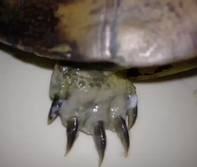 巴西龟前爪肿了并且断了怎么回事插图巴西龟前爪肿了并且断了怎么回事