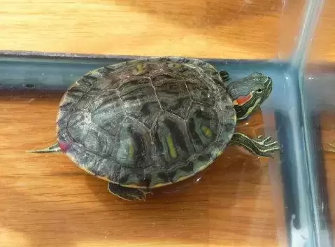 家养的黄耳龟是深水龟吗怎么养插图家养的黄耳龟是深水龟吗怎么养