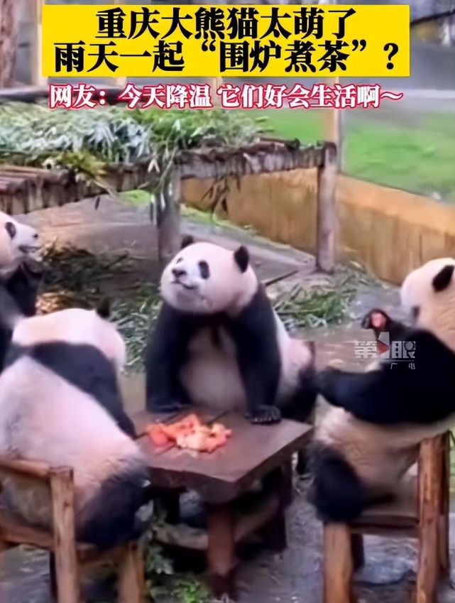 四只大熊猫凑一桌像是打麻将，继承了川渝人精髓！插图1四只大熊猫凑一桌像是打麻将，继承了川渝人精髓！