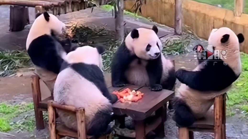 四只大熊猫凑一桌像是打麻将，继承了川渝人精髓！插图四只大熊猫凑一桌像是打麻将，继承了川渝人精髓！