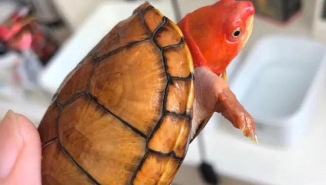 红面蛋龟多少钱一只能买到（2023年红面蛋龟最新价格）