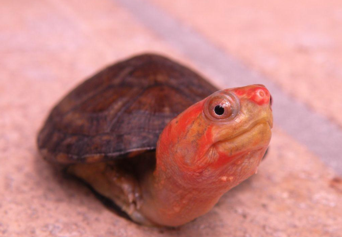 红面蛋龟怎么养不会死？盘点红面蛋龟的饲养方法
