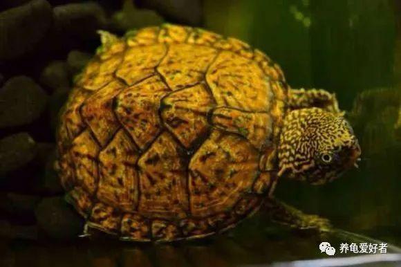 麝香类蛋龟有哪些品种？怎么区分？