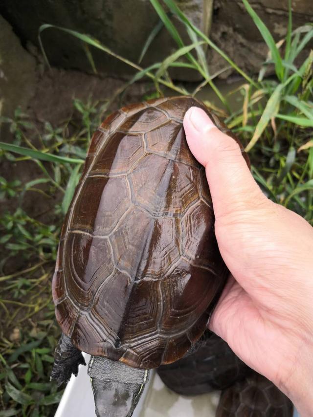中华草龟怎么挑选和饲养？盘点草龟的选苗和家庭饲养方法