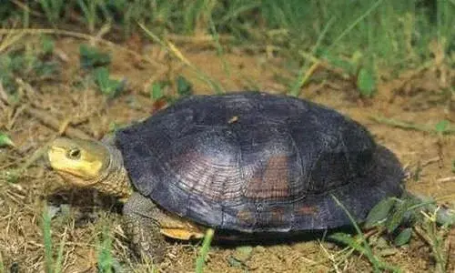 国内最贵的乌龟是什么龟（中国十大最名贵的乌龟）