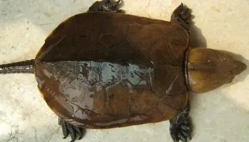 国内最贵的乌龟是什么龟（中国十大最名贵的乌龟）