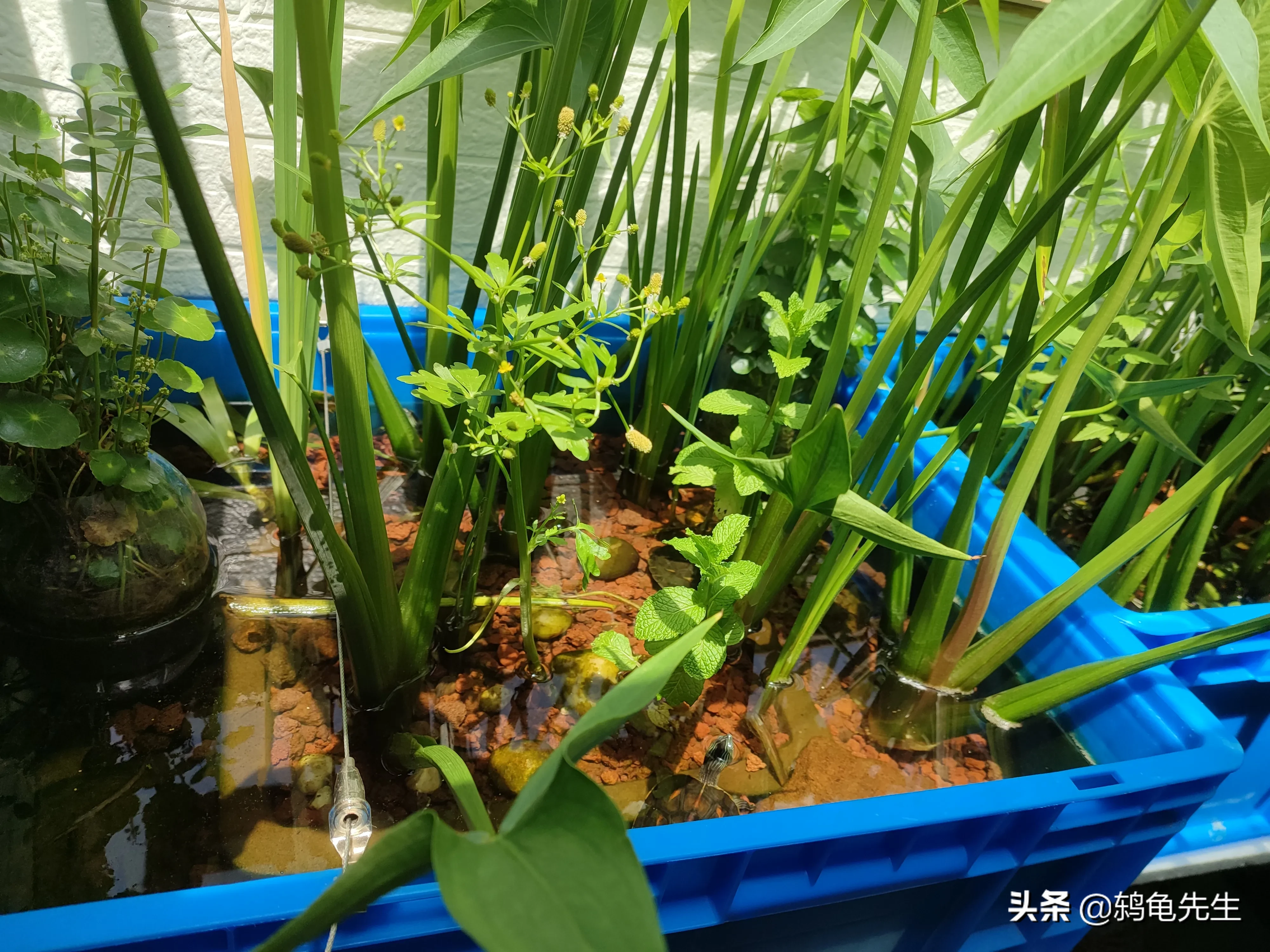 乌龟破坏龟缸植物怎么办？乌龟破坏植物需要注意什么？