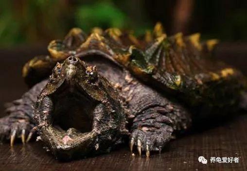 怎么养鳄龟才是正确的？盘点鳄龟的养殖方法及注意事项