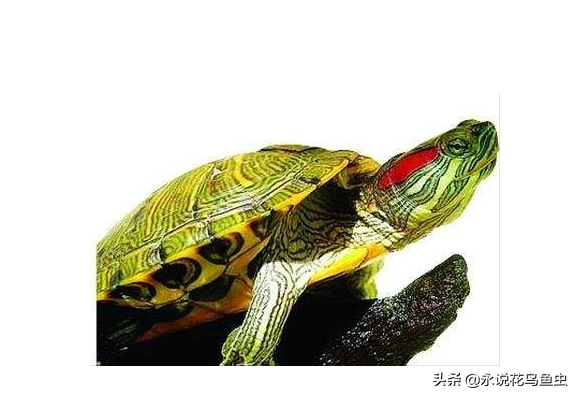 适合新手养的小型陆龟有哪些？盘点十大最值得养的乌龟