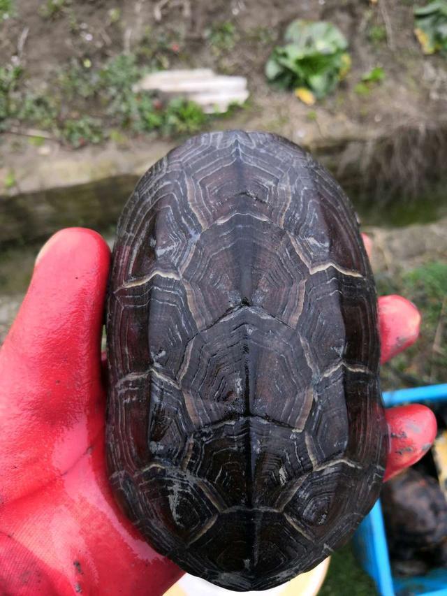 中华草龟怎么挑选和饲养？盘点草龟的选苗和家庭饲养方法