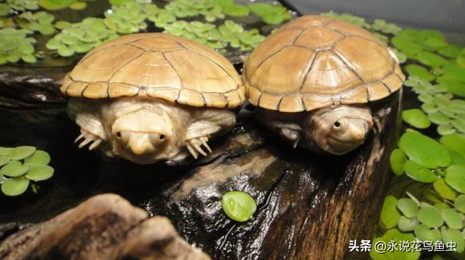 适合新手养的小型陆龟有哪些？盘点十大最值得养的乌龟