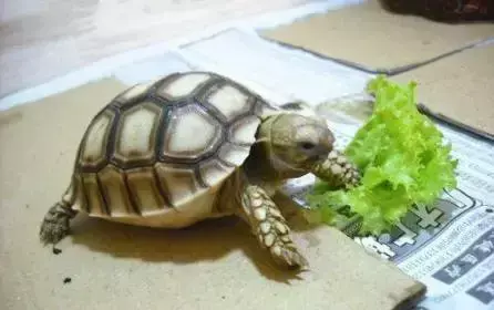 乌龟精神不好不吃东西怎么办？盘点乌龟不进食的原因及开食的方法