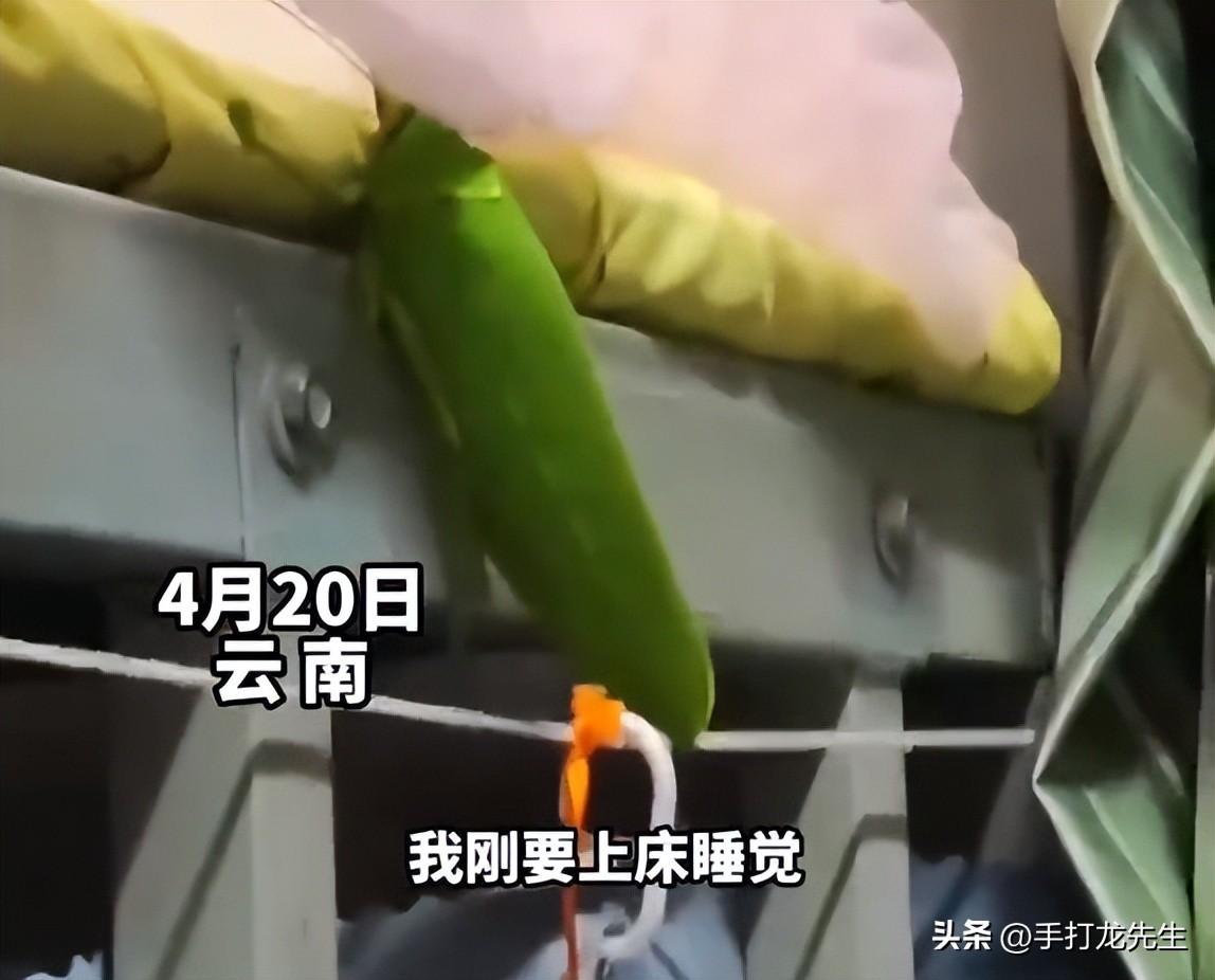云南女大学生宿舍惊现中国最大螽斯科昆虫：巨拟叶螽！