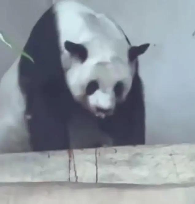 泰国清迈：旅泰大熊猫