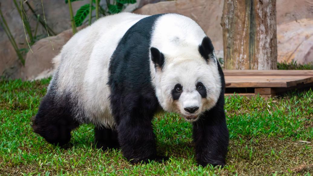 清迈动物园大熊猫“林惠”死亡，泰国将为熊猫赔付1500万泰铢